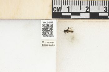 Media type: image;   Entomology 773536 Aspect: Labels